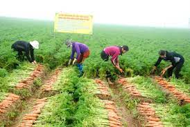 Mở rộng thêm 76ha trồng cà rốt theo tiêu chuẩn VietGAP
